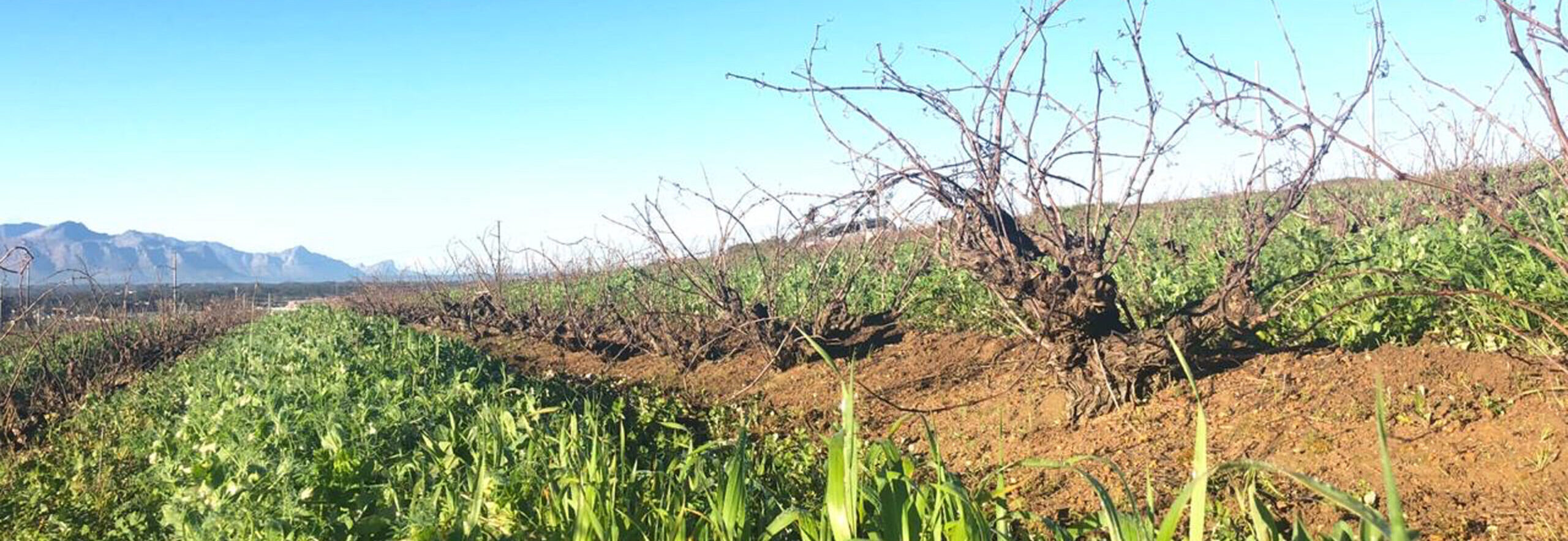 Cinsaut+Covercrop